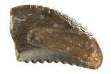 Rare, Serrated Troodontid (Troodon) Tooth - Montana #338965-1